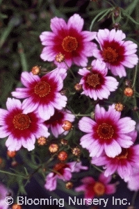 Coreopsis rosea 'Sweet Dreams'